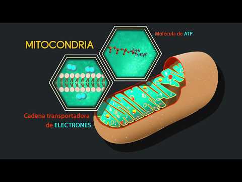 FISIOLOGÍA GENERAL: célula, metabolismo celular y transporte: PARTE I
