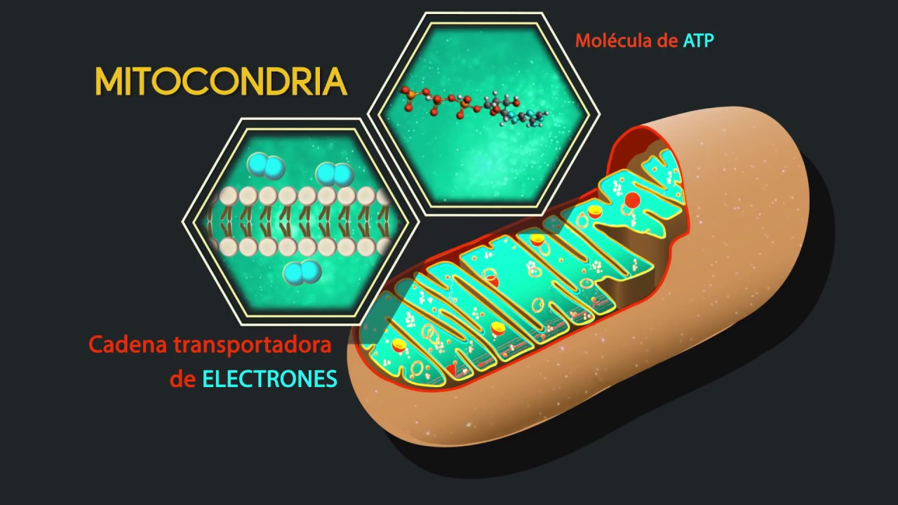 FISIOLOGÍA GENERAL: célula, metabolismo celular y transporte: PARTE I