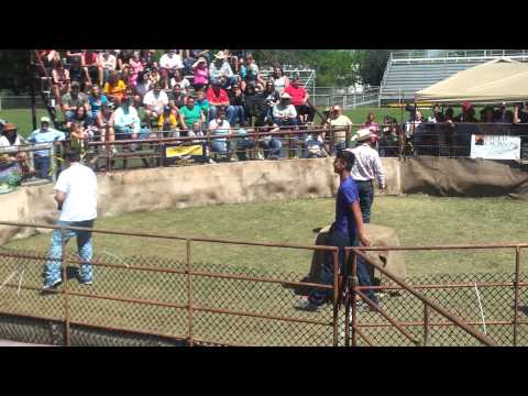 Ben catching at wild hog at the Sabinal Hog Festival 2012