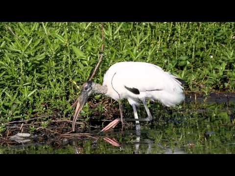 RE: Mycteria americana