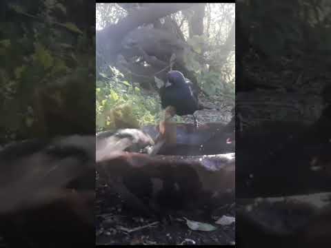 Birdday 022 Celestino Tordo Jilguero h 1006 2025