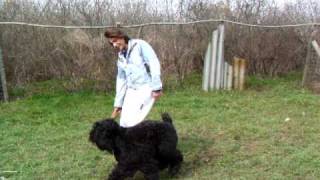 Black Russian Terrier -  Tayna Imperii Noch na Kupalu -19 months
