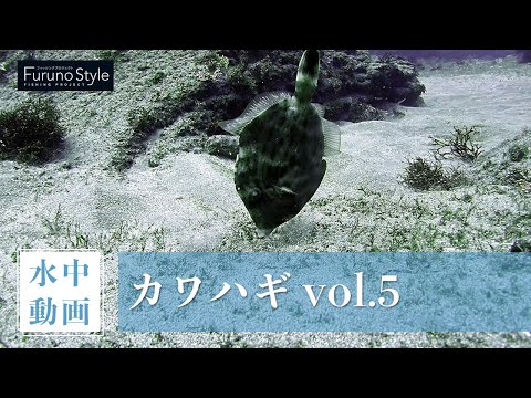 カワハギ vol.5