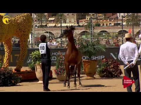N.110 MASOUN AL ADEYAT - MENTON 2017 - Colts 3 years old (Class 8)