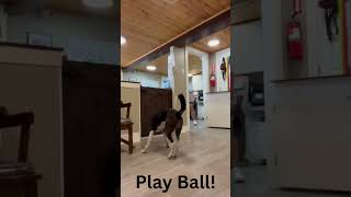 Video preview image #1 Border Collie Puppy For Sale in Emmett, ID, USA