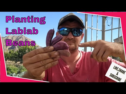Planting and Growing Lablab beans -  Hyacinth beans in October