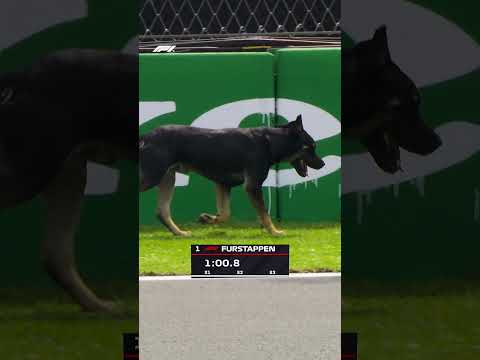 Furstappen Spotted On Track After FP1! 🐶