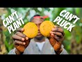 Bitter Kola The Miracle Plant You Never Knew