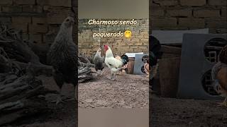 Galo Pena de Ema sendo cortejado pela galinha
