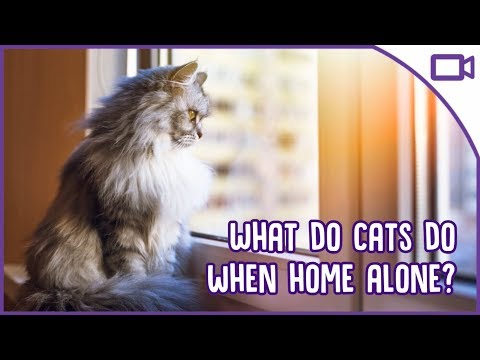 What do cats do when they're home alone? Secret Life of Cats!