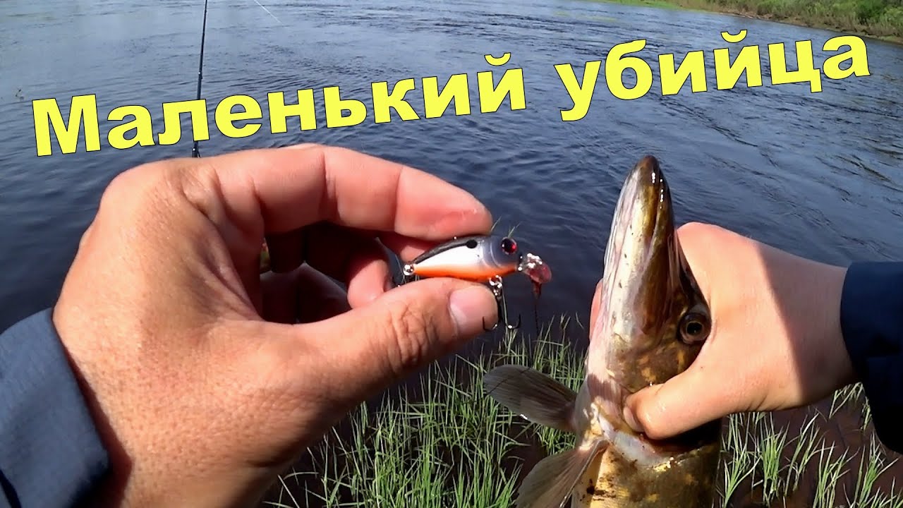 Маленький убийца щук и голавлей. Рыба найдена, клёв попёр