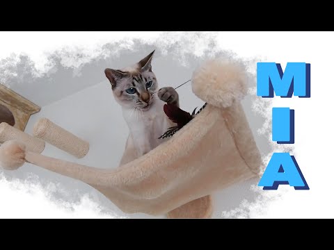 🌀Cat Mia plays with feathers | Thai cats | Traditional Siamese cats