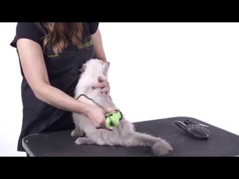 Cat Grooming 101 - YouTube