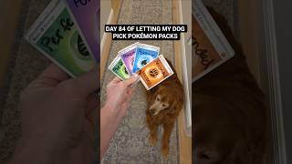 Day 84 with a LOADED tin! 🔥 #pokemon #pokemoncards #pokemontcg #dog #goldenretriever