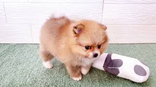 ポメラニアンの動画01