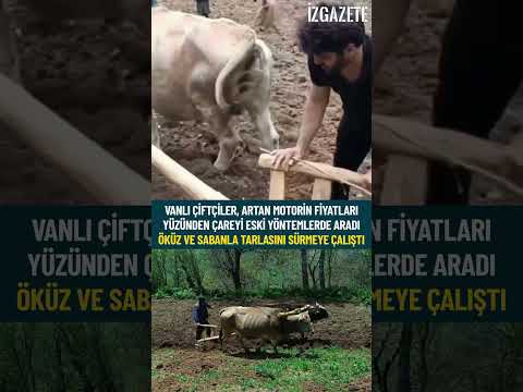 Van Bahçesaray'da çiftçiler, artan akaryakıt fiyatı nedeniyle sabana dönüş yaptı #çiftçi #tarla