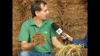 Tecnologia e Produção - Silo Trincheira