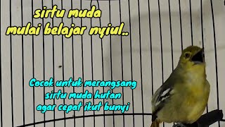Download lagu Sirtu muda hutan ,untuk merangsang dan pancingan  Sirtu muda,agar cepat ikut bunyi mp3