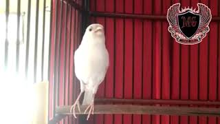 Download lagu Kenari isian Paling keren' Ciblek,Blacktrout,Sikatanlondo mp3