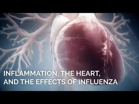 Influenza and your heart | #influenza #animation #heartdisease #atherosclerosis #InfluenzaVirus