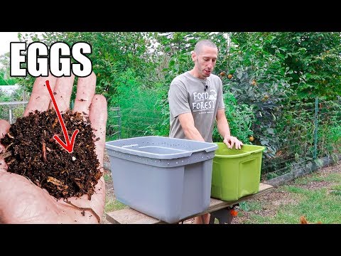 How to Make a Worm Composting Bin, Quick, Simple and Inexpensive Gardening