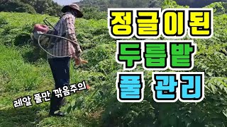 두릅밭풀관리 여름가시두릅밭은 정글 두릅재배하기