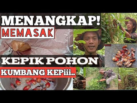 MEMASAK KEPIK POHON Cooking Insects tree ladybugs/Balinese traditional/indonesian primitive