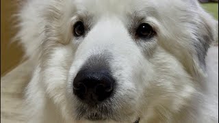 ドレミの歌グレートピレニーズ がライブ配信中！20:45くらいまで