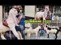 2025 Surat Bakra Mandi Breeder Patira Bakra Gulabi Patira Kids QURBANI 2025