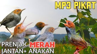 Download lagu Suara Pikat Prenjak Kepala Merah   Suara Anakan Prenjak Atas Ampuh 2024 Anti Gagal mp3