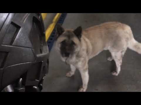 Terminator 6 vs Dog (American Akita)- funny