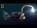 Deep Sea Creatures [National Geographic Documentary 2017 HD]