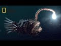 Deep Sea Creatures National Geographic Documentary 2017 HD
