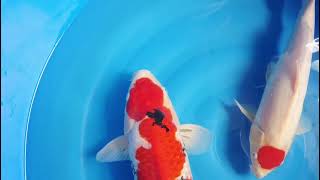 video van Sanke 2504050