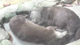 死んだように眠るカワウソ
