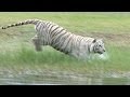 White Tiger Loves to Swim! 
