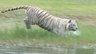 preview picture of video 'White Tiger Loves to Swim!'