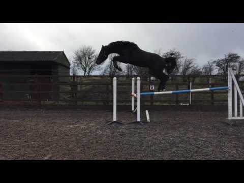 Cornets Balou ( CORNET OBOLENSKY ) X Nababe DE Reve 2014 16.2 Stallion