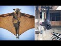 THE BIGGEST BAT IN THE WORLD This Huge Bat Is Really Amazing