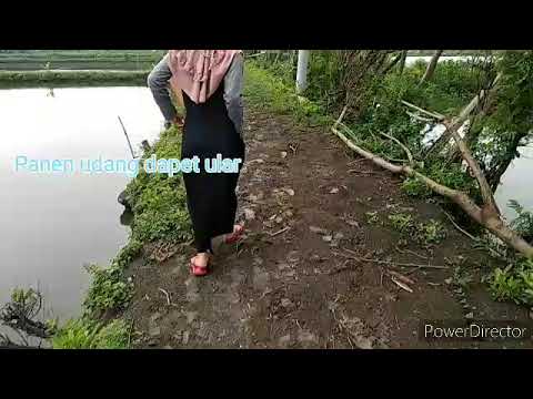 Cari ikan dan udang DAPET ULAR🐍
