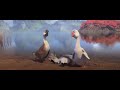 Kids Vj Kevo Uganda Cartoon Duck Duck Go Luganda Translated Movie