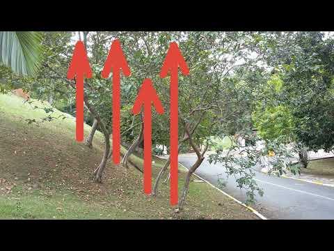 Energia Telúrica - árvores, formigueiros, poço, esgoto, água