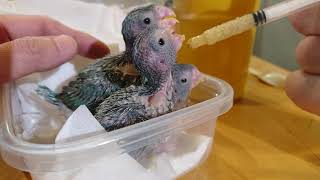 昨日の挿し餌のようす🐣