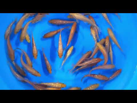 IKTB-006 Tosai Karashi Red Version 13-15 cm (Sample)