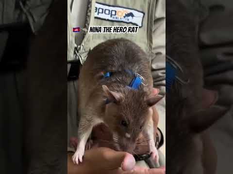 🇰🇭🐀 Nina The Hero Rat #visitcambodia #apopo #siemreap #herorats #demining #cambodia
