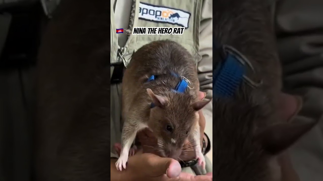 🇰🇭🐀 Nina The Hero Rat #visitcambodia #apopo #siemreap #herorats #demining #cambodia