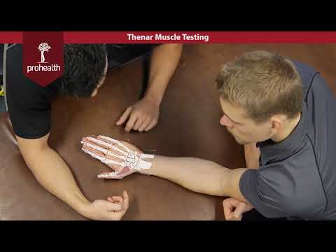 Thenar Muscles Testing Palpation Dr Vizniak Muscle Manual