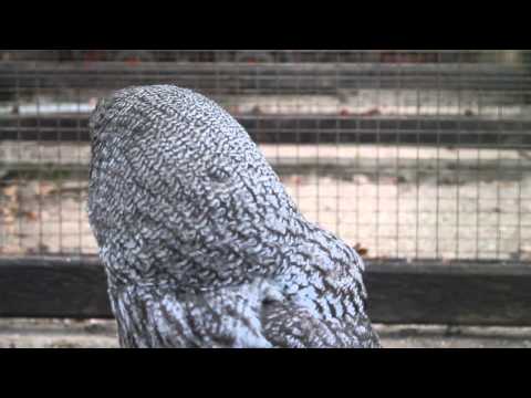 Bartkauz  Anholterschweiz