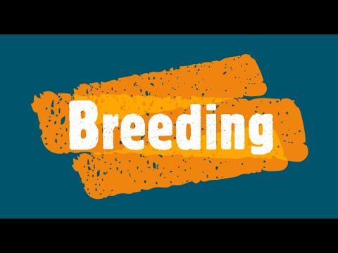 Horse Academy Tutorials - Breeding