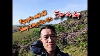 preview picture of video 'Cả một đồi tím rịm vì hoa Bằng Lăng rừng ở TUY PHONG nằm sát vách Phan Thiết. DU LỊCH BÌNH THUẬN'